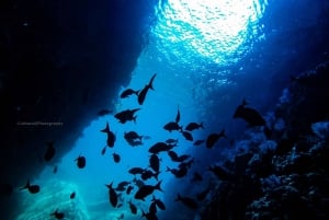 Snorkel con tiburones ballena y leones marinos e Isla Espíritu Santo