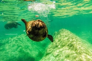 Snorkel con tiburones ballena y leones marinos e Isla Espíritu Santo