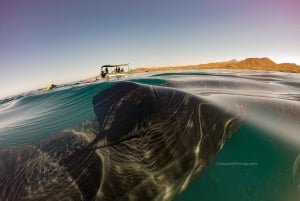 Snorkel con tiburones ballena y leones marinos e Isla Espíritu Santo