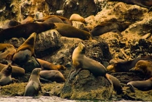 Snorkel con tiburones ballena y leones marinos e Isla Espíritu Santo