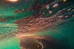 Snorkel con tiburones ballena y leones marinos e Isla Espíritu Santo