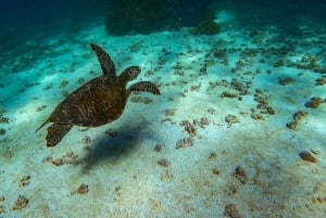 Snorkel con tiburones ballena y leones marinos e Isla Espíritu Santo