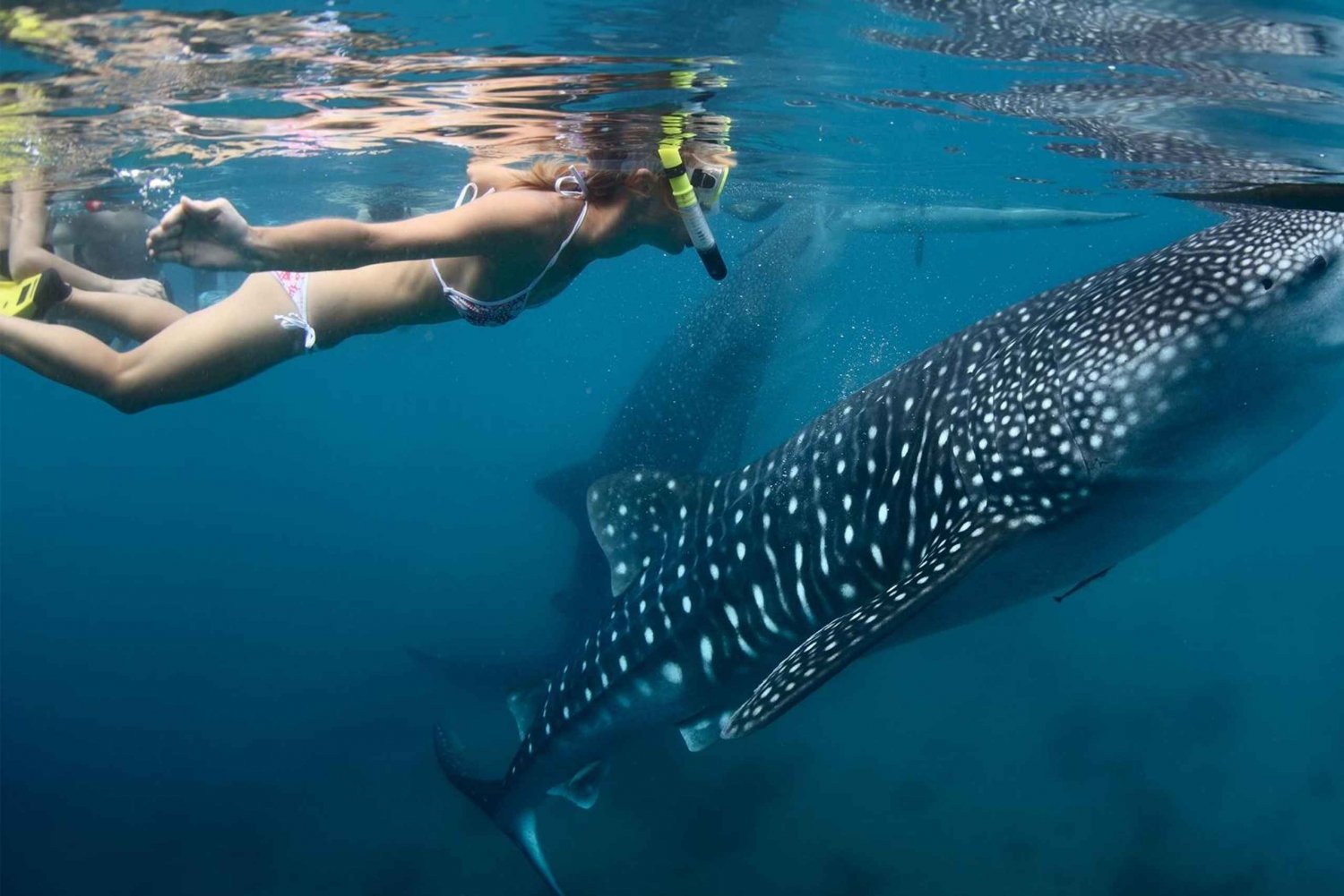 Nado con Tiburón Ballena desde Isla Mujeres y/o Cancún