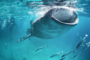 Nado con Tiburón Ballena desde Isla Mujeres y/o Cancún