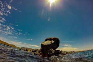 Picnic de buceo con tiburones ballena y leones marinos en la playa de Balandra