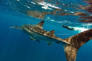 Picnic de buceo con tiburones ballena y leones marinos en la playa de Balandra