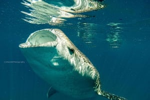 Picnic de buceo con tiburones ballena y leones marinos en la playa de Balandra