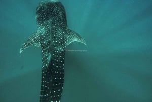 Picnic de buceo con tiburones ballena y leones marinos en la playa de Balandra