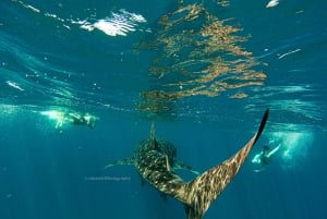 Picnic de buceo con tiburones ballena y leones marinos en la playa de Balandra