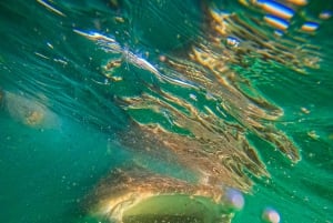 Picnic de buceo con tiburones ballena y leones marinos en la playa de Balandra