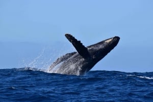 Avistamiento de Ballenas Cabo: Excursión de avistamiento de ballenas en grupo - Fotos GRATIS