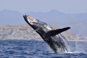 Avistamiento de Ballenas Cabo: Excursión de avistamiento de ballenas en grupo - Fotos GRATIS