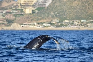 Avistamiento de Ballenas Cabo: Excursión de avistamiento de ballenas en grupo - Fotos GRATIS