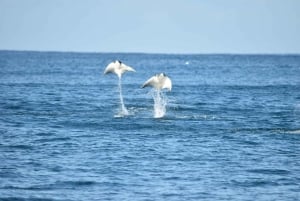 Avistamiento de Ballenas Cabo: Excursión de avistamiento de ballenas en grupo - Fotos GRATIS