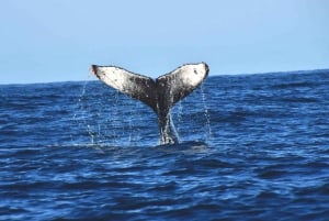 Avistamiento de Ballenas Cabo: Aventura Zodiac con Ballenas - Fotos GRATIS