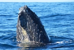 Avistamiento de Ballenas Cabo: Aventura Zodiac con Ballenas - Fotos GRATIS