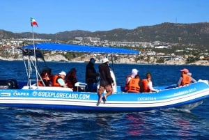 Avistamiento de Ballenas Cabo: Aventura Zodiac con Ballenas - Fotos GRATIS