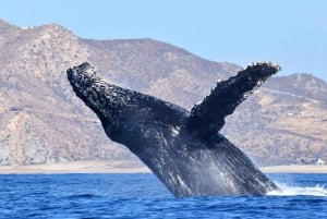 Avistamiento de Ballenas Cabo: Aventura Zodiac con Ballenas - Fotos GRATIS