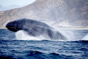 Avistamiento de Ballenas Cabo: Aventura Zodiac con Ballenas - Fotos GRATIS