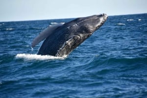 Avistamiento de Ballenas Cabo: Aventura Zodiac con Ballenas - Fotos GRATIS