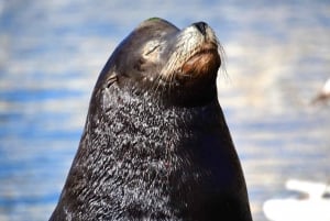 Avistamiento de Ballenas Cabo: Aventura Zodiac con Ballenas - Fotos GRATIS