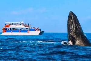 Whale Watching Adventure in Puerto Vallarta+Deli-style lunch