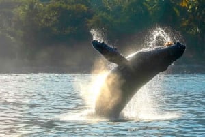 Whale Watching Adventure in Puerto Vallarta+Deli-style lunch