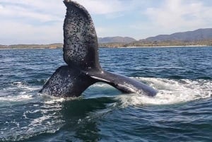 Whale Watching Adventure in Puerto Vallarta+Deli-style lunch