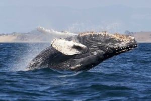 Whale Watching Adventure in Puerto Vallarta+Deli-style lunch