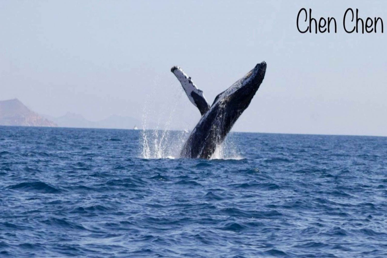 Avistamiento de ballenas en el Mar de Cortés