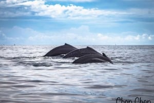 Avistamiento de ballenas en el Mar de Cortés