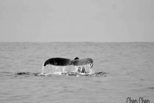 Avistamiento de ballenas en el Mar de Cortés