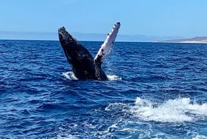 Avistamiento de ballenas en el Mar de Cortés