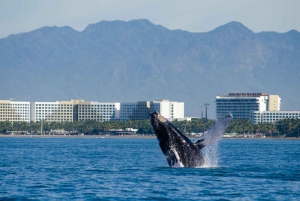 From Puerto Vallarta/Nuevo Vallarta: Whale Watching Cruise