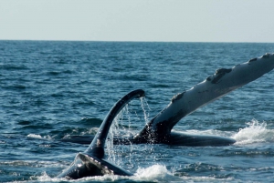 From Puerto Vallarta/Nuevo Vallarta: Whale Watching Cruise