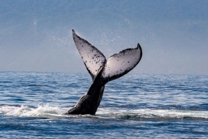 From Puerto Vallarta/Nuevo Vallarta: Whale Watching Cruise