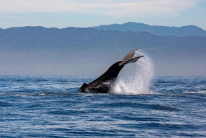 From Puerto Vallarta/Nuevo Vallarta: Whale Watching Cruise