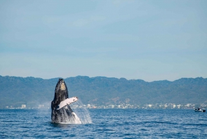 From Puerto Vallarta/Nuevo Vallarta: Whale Watching Cruise