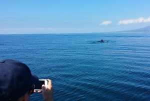 From Puerto Vallarta/Nuevo Vallarta: Whale Watching Cruise