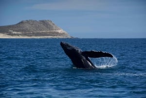 Avistamiento de ballenas en San José del Cabo