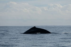 Avistamiento de ballenas en San José del Cabo