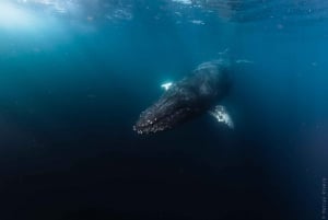 Avistamiento de ballenas en San José del Cabo