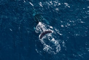 Avistamiento de ballenas en San José del Cabo