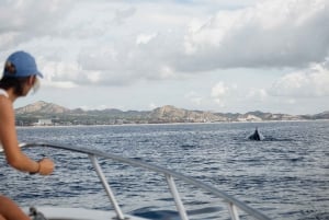 Avistamiento de ballenas en San José del Cabo