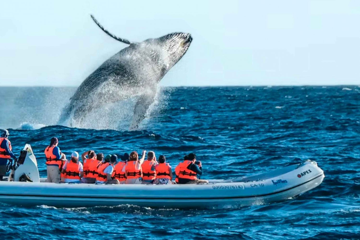 Safari fotográfico de avistamiento de ballenas en Puerto Vallarta