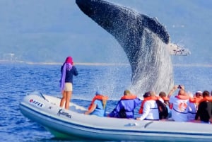 Safari fotográfico de avistamiento de ballenas en Puerto Vallarta