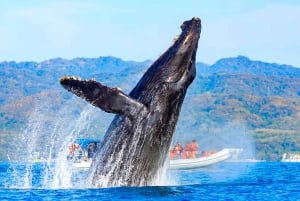 Safari fotográfico de avistamiento de ballenas en Puerto Vallarta