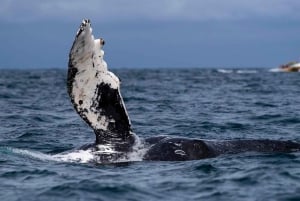 Safari fotográfico de avistamiento de ballenas en Puerto Vallarta