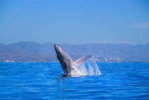 Safari fotográfico de avistamiento de ballenas en Puerto Vallarta