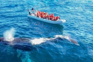 Safari fotográfico de avistamiento de ballenas en Puerto Vallarta